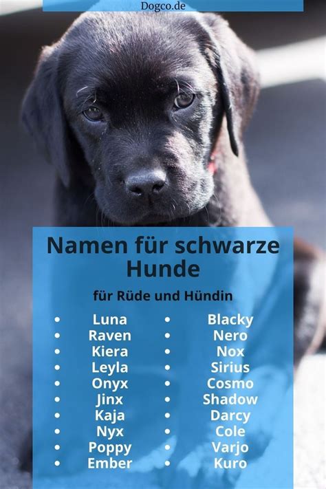 Namen F R Schwarze Hunde Weibliche M Nnliche Namen Namensliste Mit