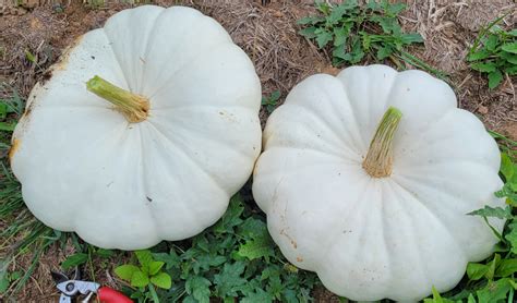 Star 7001 Pumpkin Treated Seed Seedway