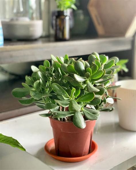 Jade Plant A Comprehensive Guide To Growing And Caring For Crassula Ovata By Ashleyscott