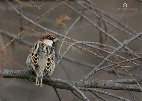 Spanish Sparrow | Greek Nature Encyclopedia