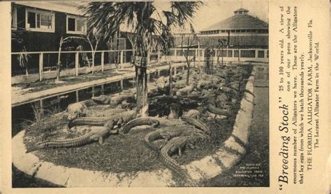 Breeding Stock - The Florida Alligator Farm Postcard