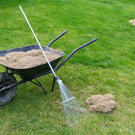 How To Dethatch Your Lawn Cardinal Lawns