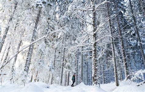 Images Gratuites arbre forêt branche neige hiver plante bois