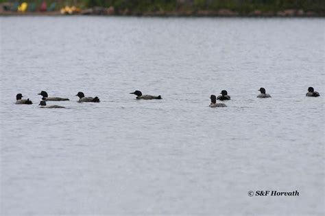 Fantastic Loons and Where to Find Them - Birds Canada | Oiseaux Canada