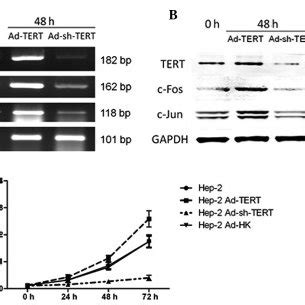 Effect Of Tert Overexpression With Modulation Of The P And Erk