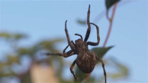 Worlds Worst Spider Bites Brown Recluse Hobo Spider Youtube