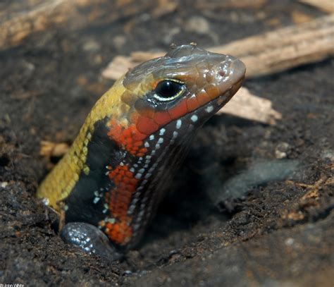 African Skink