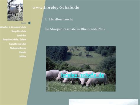 Loreley Schafe de Shropshireschafe 1 Herdbuchzucht für