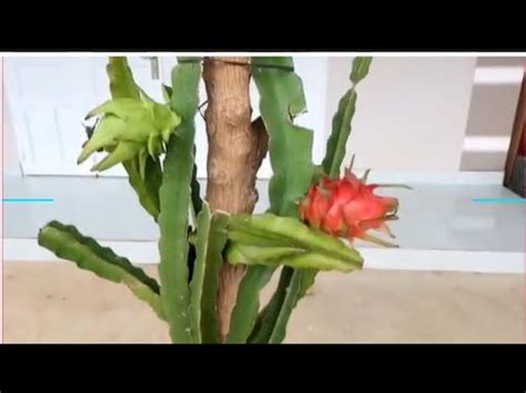 How To Grow Purple Dragon Fruit From Cuttings For Beginners Youtube