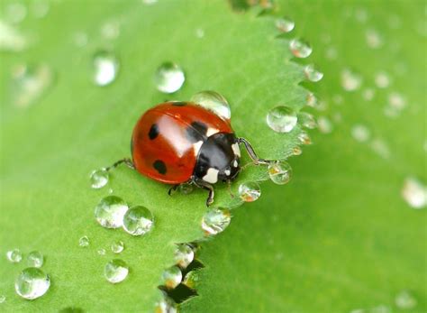 Coccinelle cycle de vie rôle et utilité au jardin