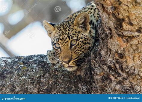 Portrait Of A Leopard Cub In Sabi Sands Game Reserve Stock Image