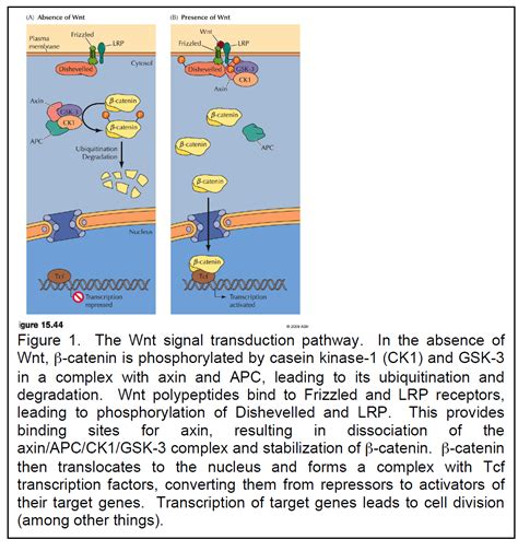 Solved Consider The Wnt Signal Transduction Pathway In The Chegg