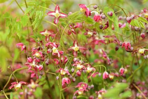 Epimedium | benefits, side affects, pictures, characteristics, uses