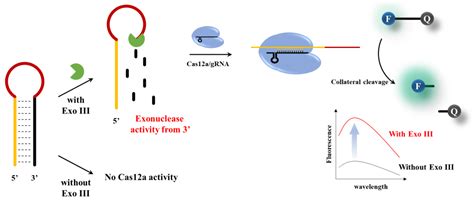 Biosensors Free Full Text Crispr Cas12a Collateral Cleavage Activity For Sensitive 3′ 5