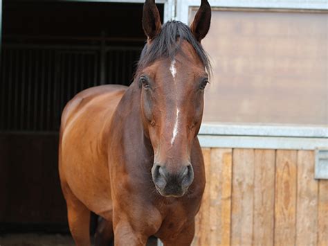 Calypso Pferdehof Welser Heide