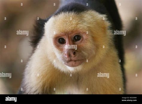 Wild White Faced Capuchin Monkey Cebus Capucinus Face In Manuel