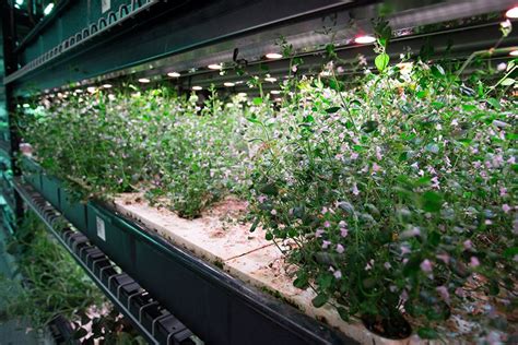 Case Study: Maximizing space at an indoor farm in Manhattan