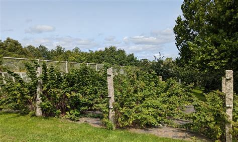 Caring for the Raspberry Bushes - The Martha Stewart Blog