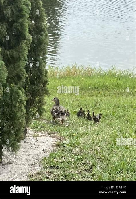 Ducks And Ducklings Stock Photo Alamy