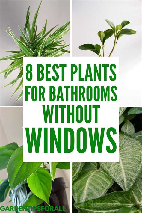 plants  windowless bathrooms