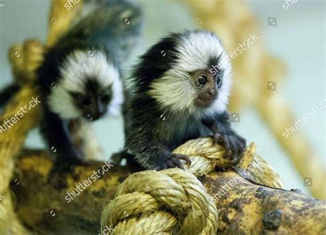 Twin Baby Monkeys Editorial Stock Photo Stock Image Shutterstock