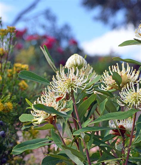 Native Garden Design Perth West Earth Landscaping