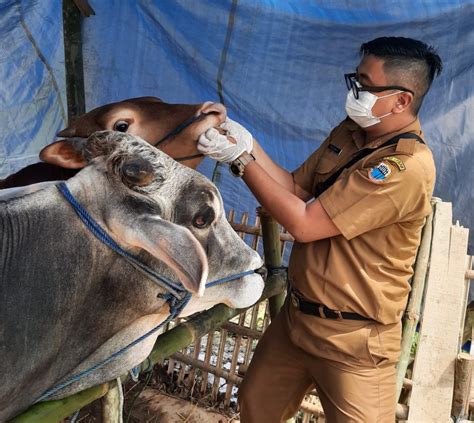 Jelang Hari Raya Iduladha Disnakeswan Lebak Temukan Puluhan Hewan