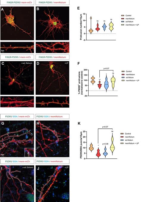 Membranetethered Wnts Are Required For Synaptogenesis Cortical Neurons