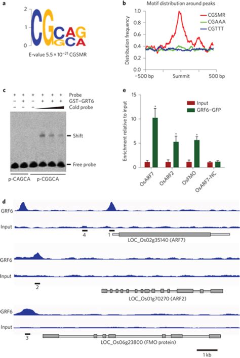 Chip Seq Analysis Of The Osgrf Protein Bound Cis Element And Promoters