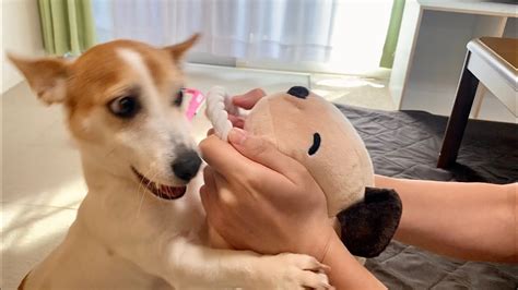 【大興奮】パペットを取り出した瞬間の犬の反応が激しすぎた【ジャックラッセルテリア】jack Russell Terrier Youtube