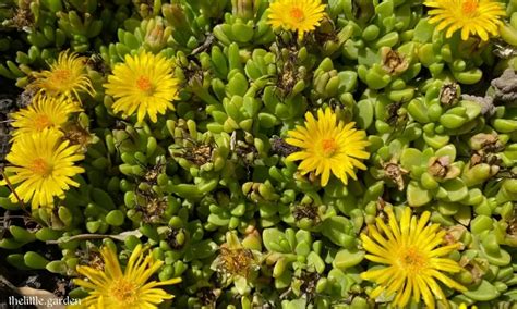 18 Stunning Ground Covers with Yellow Flowers: Create Your Sunny ...