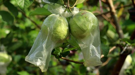 "Green Guava"-Bilder: Stock-Fotos & -Videos. | Adobe Stock