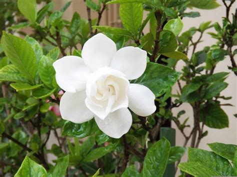 How To Propagate Gardenia Full Answer Gardens Gear Lab