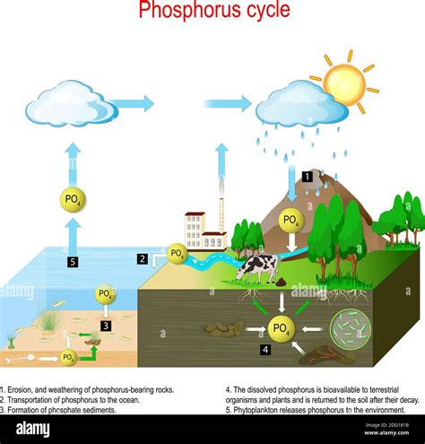 Biogeochemical Cycle Biology