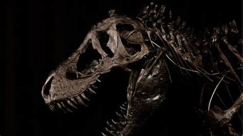 118 Stone T Rex Set To Return Home After 66 Million Years