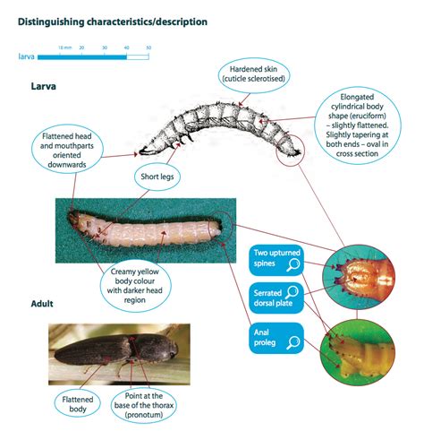 True Wireworm Cesar Australia