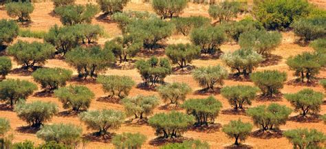 Cultivated Olive Trees Stock Image Image Of Dirty Rural