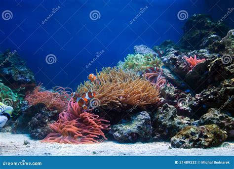 Underwater Life On The Reefs Around The Dutch Caribbean Island Of