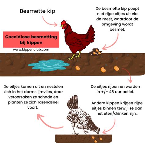 Mijn Kippen Hebben Coccidiose Wat Nu De Kippenclub