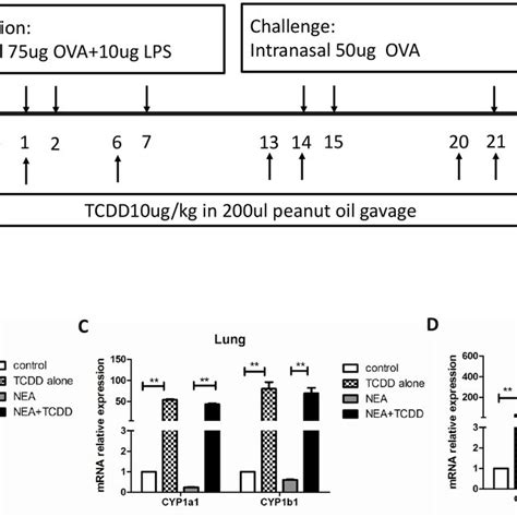 AhR Activation By TCDD Promoted The Expression Of CYP1a1 And CYP1b1