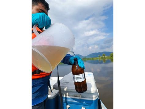 La Jornada Agroqu Micos Posible Causa De La Mortandad De Peces En