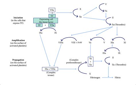 Coagulation Cascade [tissue Factor Tf Activated] Source Adapted