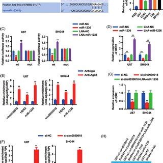 Circ Regulates Her Expression Via Sponging Mir In Glioma