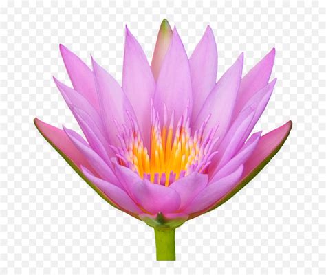 Lotus Flower Water Lily Free Photo On Pixabay Lotusbl Te Png Lotus