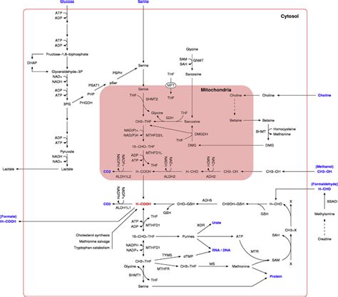 Cellular Metabolism Of Formate The Intracellular Formate Molecule