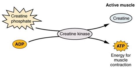 Phosphagen System Atp Cp System Nutrition And Physical Fitness