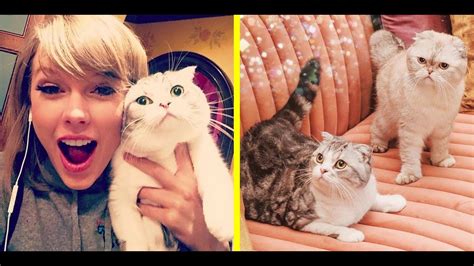 Taylor Swifts Cats An Insight Into Meredith Grey Olivia Benson And