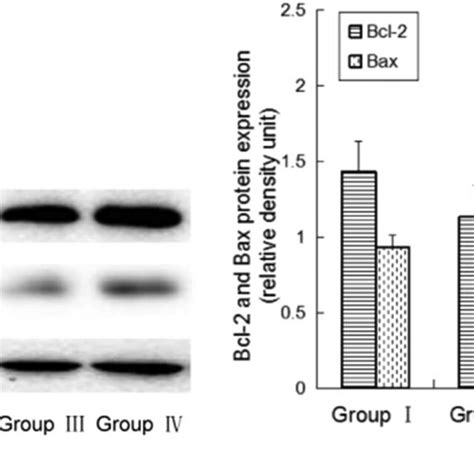 Bcl 2 And Bax Protein In Rat Brains A Western Blot And B Download Scientific Diagram