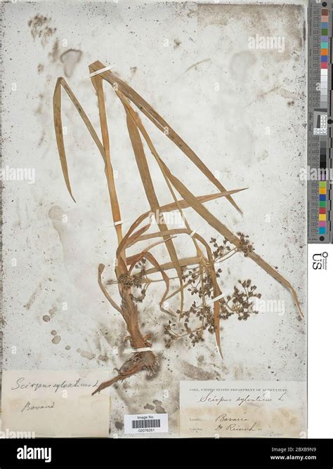 Scirpus sylvaticus Scirpus sylvaticus Stock Photo - Alamy