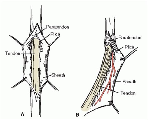 Principles Of Muscle Tendon Surgery And Tendon Transfers